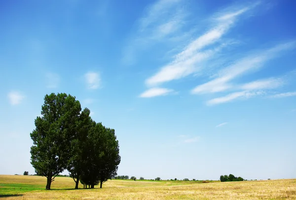 Trees in the summer field — Stock Photo, Image