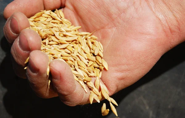 Пшеница и руки старого фермера — стоковое фото