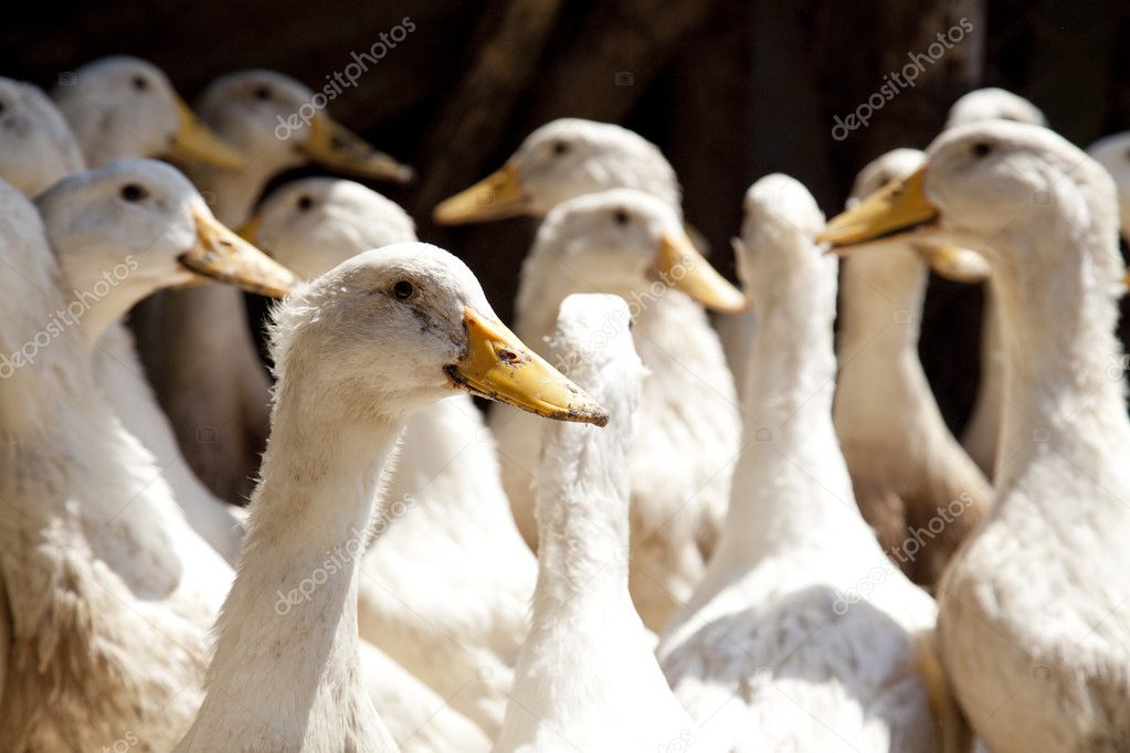 Village ducks