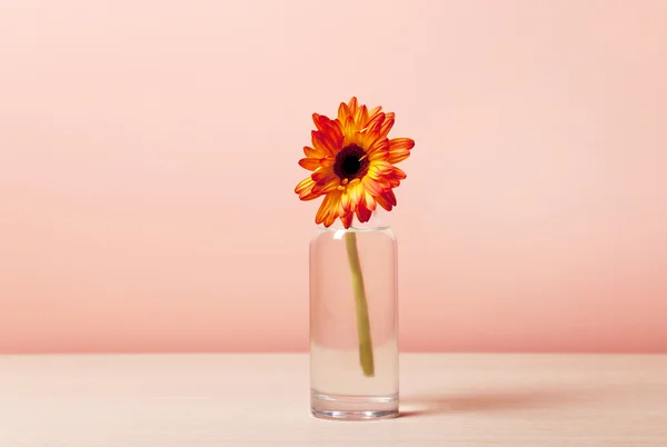 Flor na mesa — Fotografia de Stock
