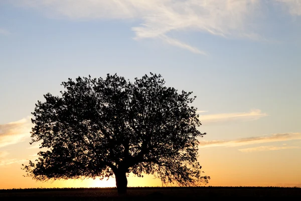 Baum im Sommerfeld. — Stockfoto
