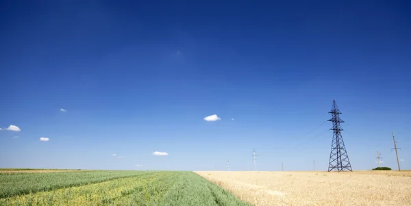 stock image Electrical net of poles on a panorama of blue sky and wheat fiel