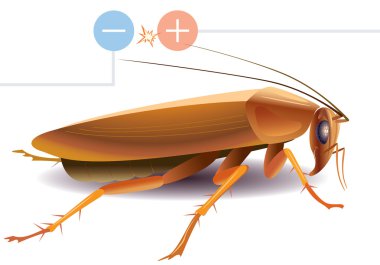 Cockroach clipart