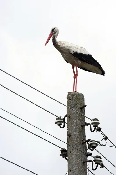 stock image Stork over sky