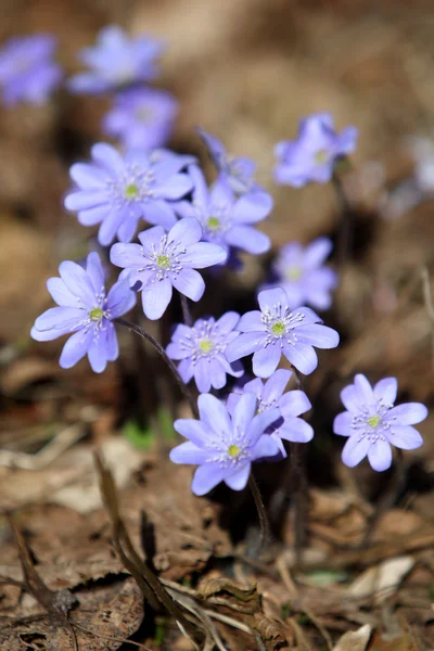 Hepatica Nobilis ดอกไม้ฤดูใบไม้ผลิแรก — ภาพถ่ายสต็อก