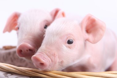 Two little pigs clipart