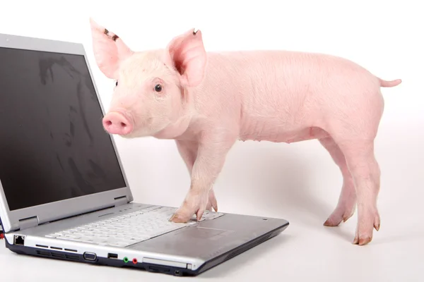 Babi kecil dan laptop — Stok Foto