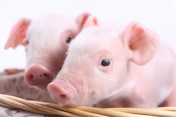 Two little pigs — Stock Photo, Image