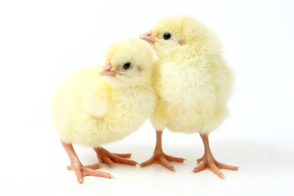 두 개의 작은 닭 — 스톡 사진