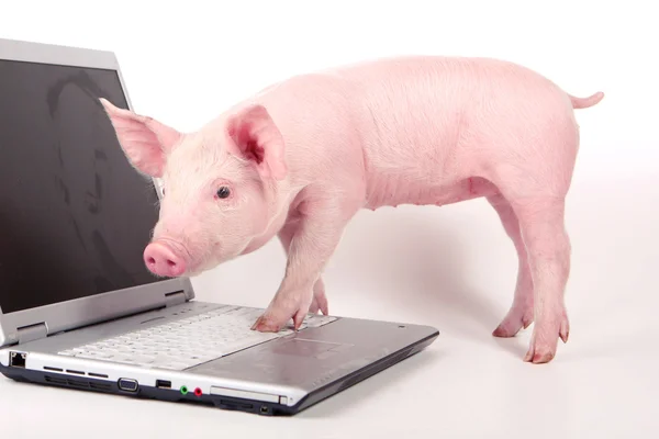 Pequeno porco e um computador portátil Fotos De Bancos De Imagens