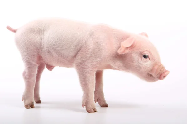 Small pig Stock Picture