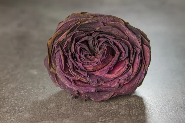 Сухий Роуз — стокове фото