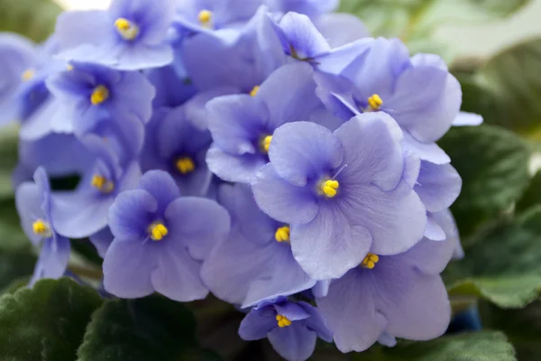 stock image Flowerpots - violet violets