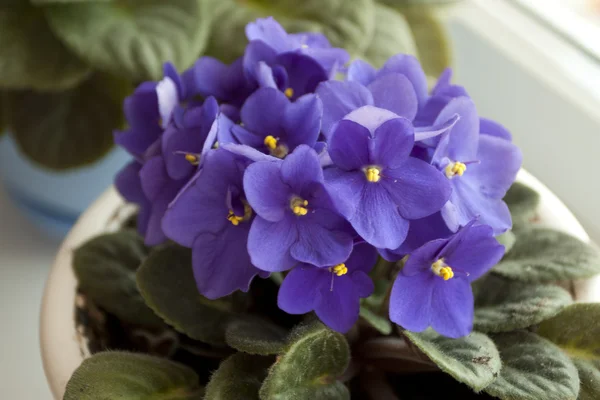 Цветочные горшки - фиолетовые фиалки — стоковое фото