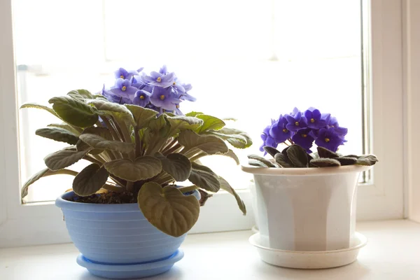 Vasi da fiori - viola violetta — Foto Stock
