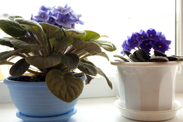 Květináče - violet fialky — Stock fotografie