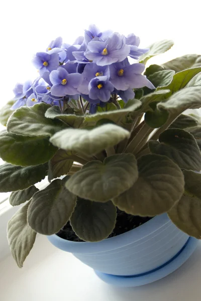 Bloempotten - violet viooltjes — Stockfoto
