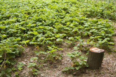 Bahar strawberry büyüyen