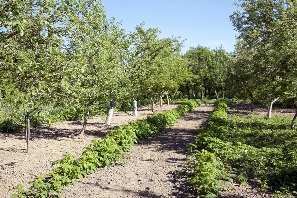 stock image Farmer vegetable garden in spring