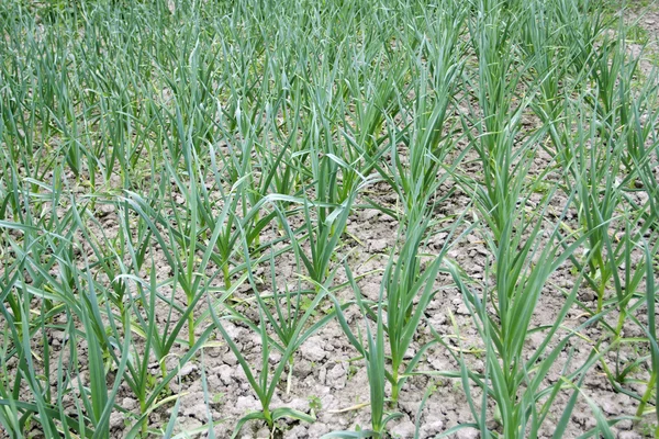 Growing of green garlic — Stock Photo, Image