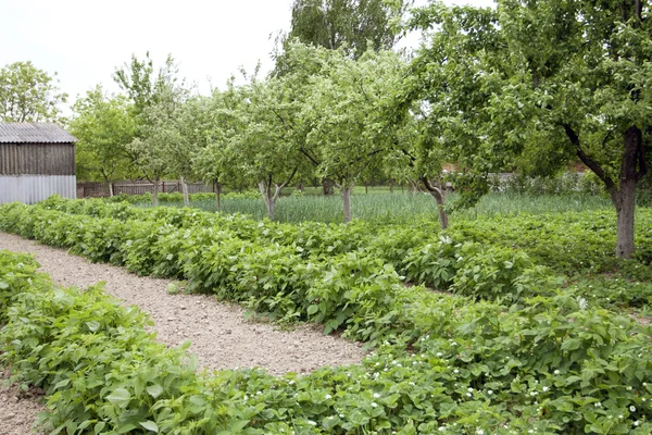 Farmer vegetable garden in spring — Stock Photo, Image