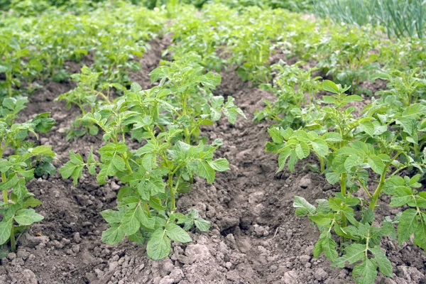 Growing of potato — Stock Photo, Image