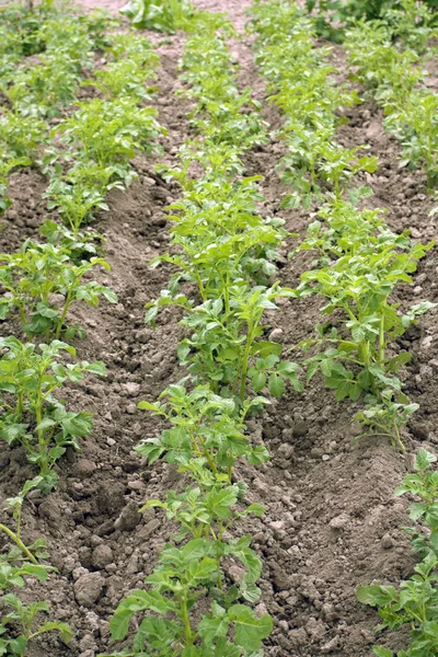 Growing of potato — Stock Photo, Image