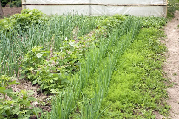 Farmer vegetable garden in spring — Stock Photo, Image