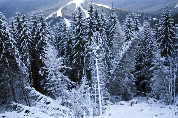 Winter bont-boom hout — Stockfoto