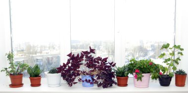 Flowerpots in pots on a window sill clipart