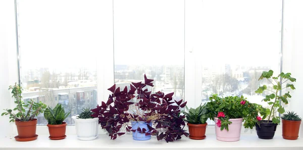 Pots de fleurs dans des pots sur un rebord de fenêtre — Photo