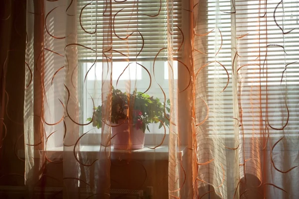 Bela panela de flores em uma soleira da janela — Fotografia de Stock