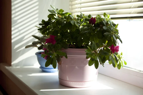 stock image Beautiful flowerpot on a window sill