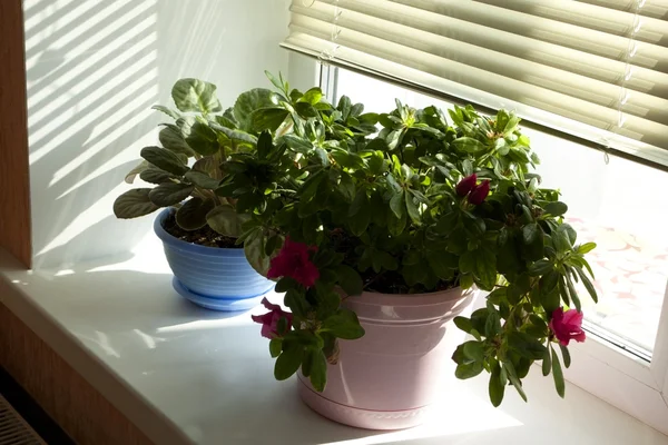Mooie bloempot op een vensterbank — Stockfoto