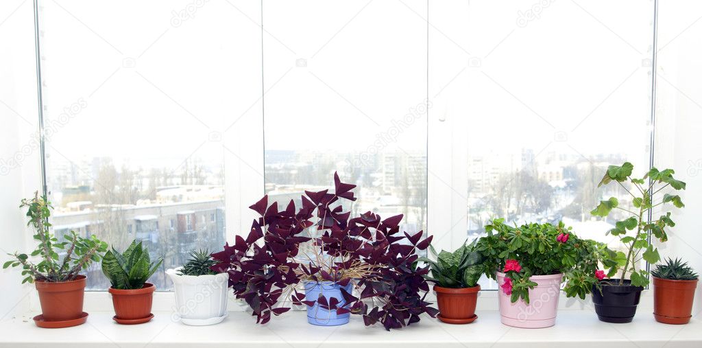Flowerpots in pots on a window sill