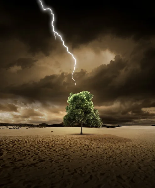 Φωτισμός σε δέντρο της ερήμου — Φωτογραφία Αρχείου