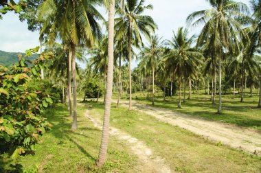 Samui orman