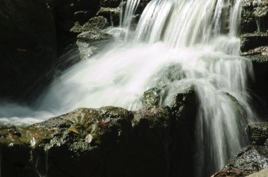 Samui rock Bahçe