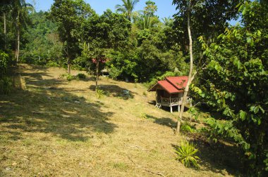 Samui içinde