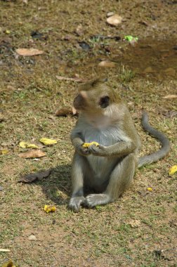 Angkor maymun