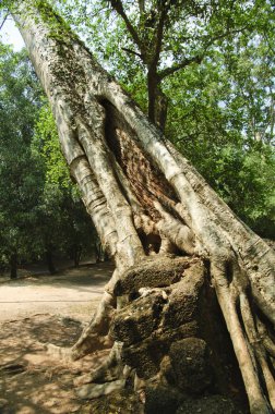 angkor tapınakları