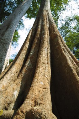 angkor tapınakları