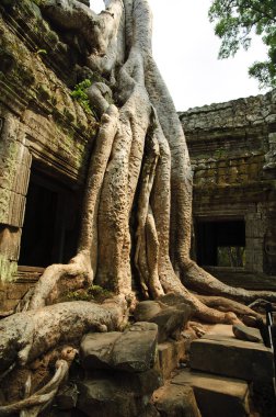 Angkor tapınakları