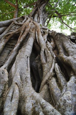 Angkor. Siem Reap.Cambodia