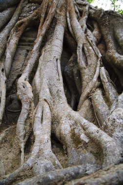 Angkor. Siem Reap.Cambodia