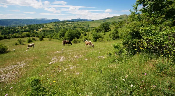 stock image Montenegro hills