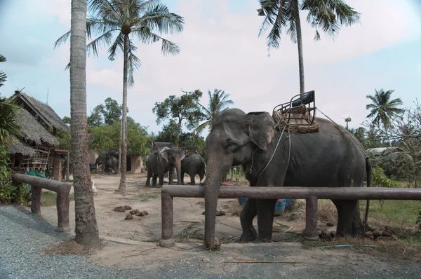 Ελέφαντας πεζοπορία — Φωτογραφία Αρχείου