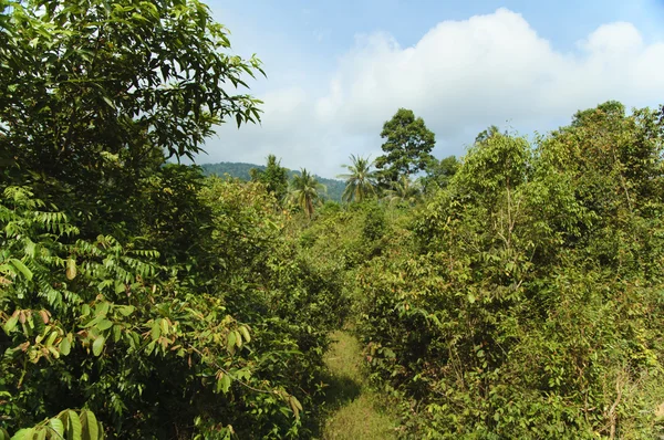 Ζούγκλα Samui — Φωτογραφία Αρχείου