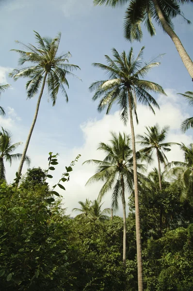 苏梅岛丛林 — 图库照片