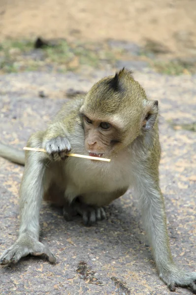 Macacos — Fotografia de Stock